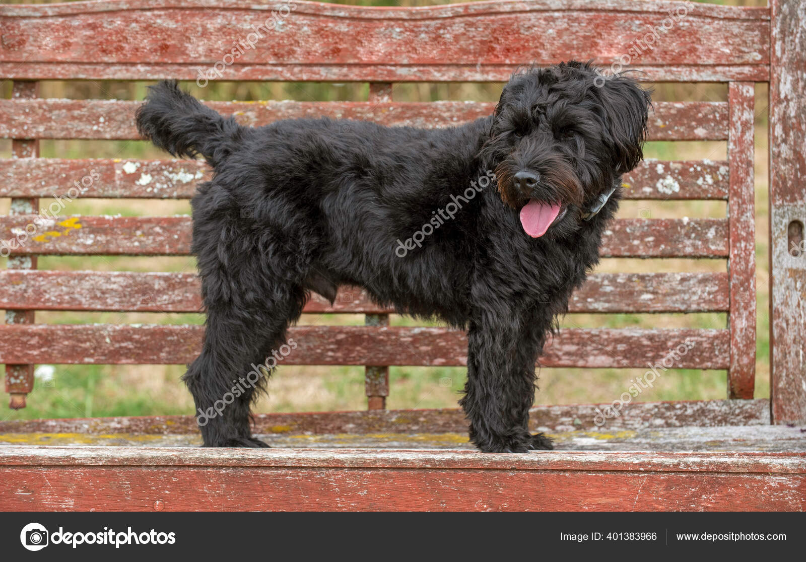 Hampshire England August 2020 Portrait Black Borderpoo Dog Cross