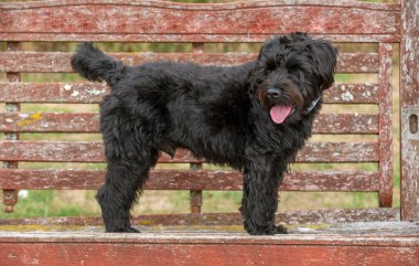 Hampshire, İngiltere, İngiltere. Ağustos 2020. Siyah bir köpek portresi. Sınır Teriyeri ile Fino Köpeği 'nin karışımı.