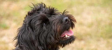 Hampshire, İngiltere, İngiltere. Ağustos 2020. Siyah bir köpek portresi. Sınır Teriyeri ile Fino Köpeği 'nin karışımı.