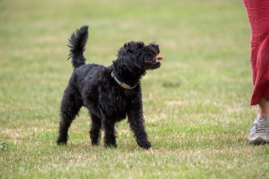 Hampshire, İngiltere, İngiltere. Ağustos 2020. Siyah Borderpoo köpeğinin portresi, sahibi ile antrenman sırasında çekilmeli. Sınır Teriyeri ile Fino Köpeği 'nin karışımı.