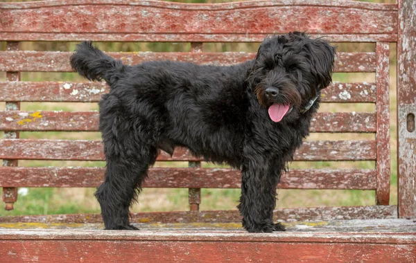 Hampshire Anglia Wielka Brytania Sierpień 2020 Portret Czarnego Kresowego Psa — Zdjęcie stockowe