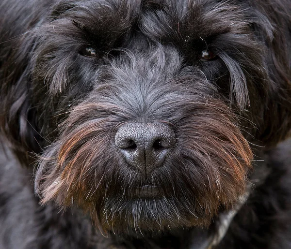 Hampshire, İngiltere, İngiltere. Ağustos 2020. Siyah bir köpek portresi. Sınır Teriyeri ile Fino Köpeği 'nin karışımı.