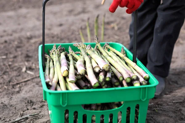 People gather asparagus in the field. Packing of asparagus on an industrial conveyor. A man is holding a green plant.