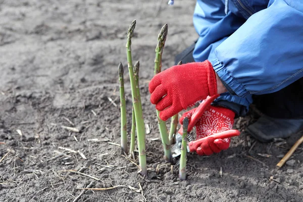 Die Leute Sammeln Spargel Auf Dem Feld Verpackung Von Spargel — Stockfoto