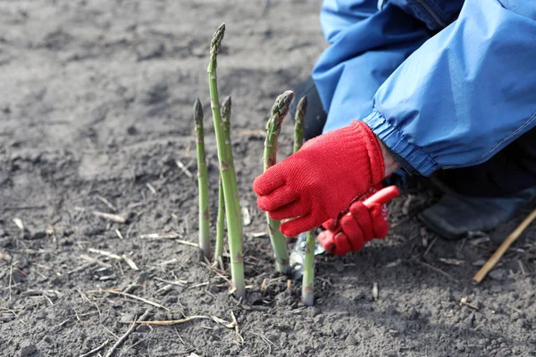 Die Leute Sammeln Spargel Auf Dem Feld Verpackung Von Spargel — Stockfoto