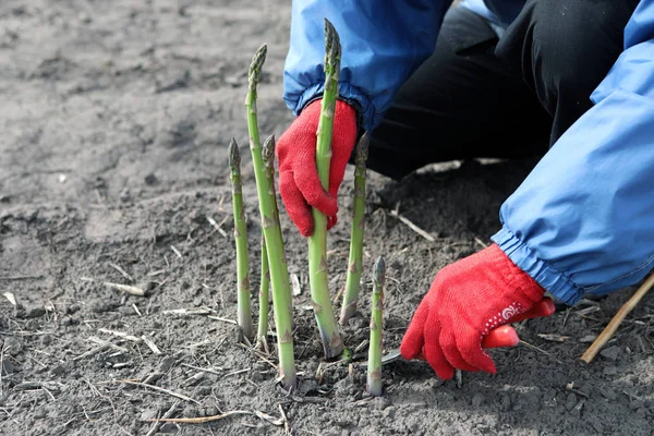 Die Leute Sammeln Spargel Auf Dem Feld Verpackung Von Spargel — Stockfoto