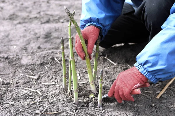 Die Leute Sammeln Spargel Auf Dem Feld Verpackung Von Spargel — Stockfoto