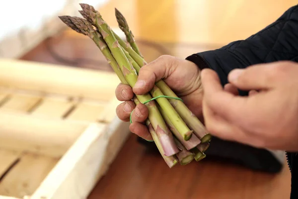 People gather asparagus in the field. Packing of asparagus on an industrial conveyor. A man is holding a green plant. Industrial production of asparagus. Picking young asparagus. Growing juicy asparagus.