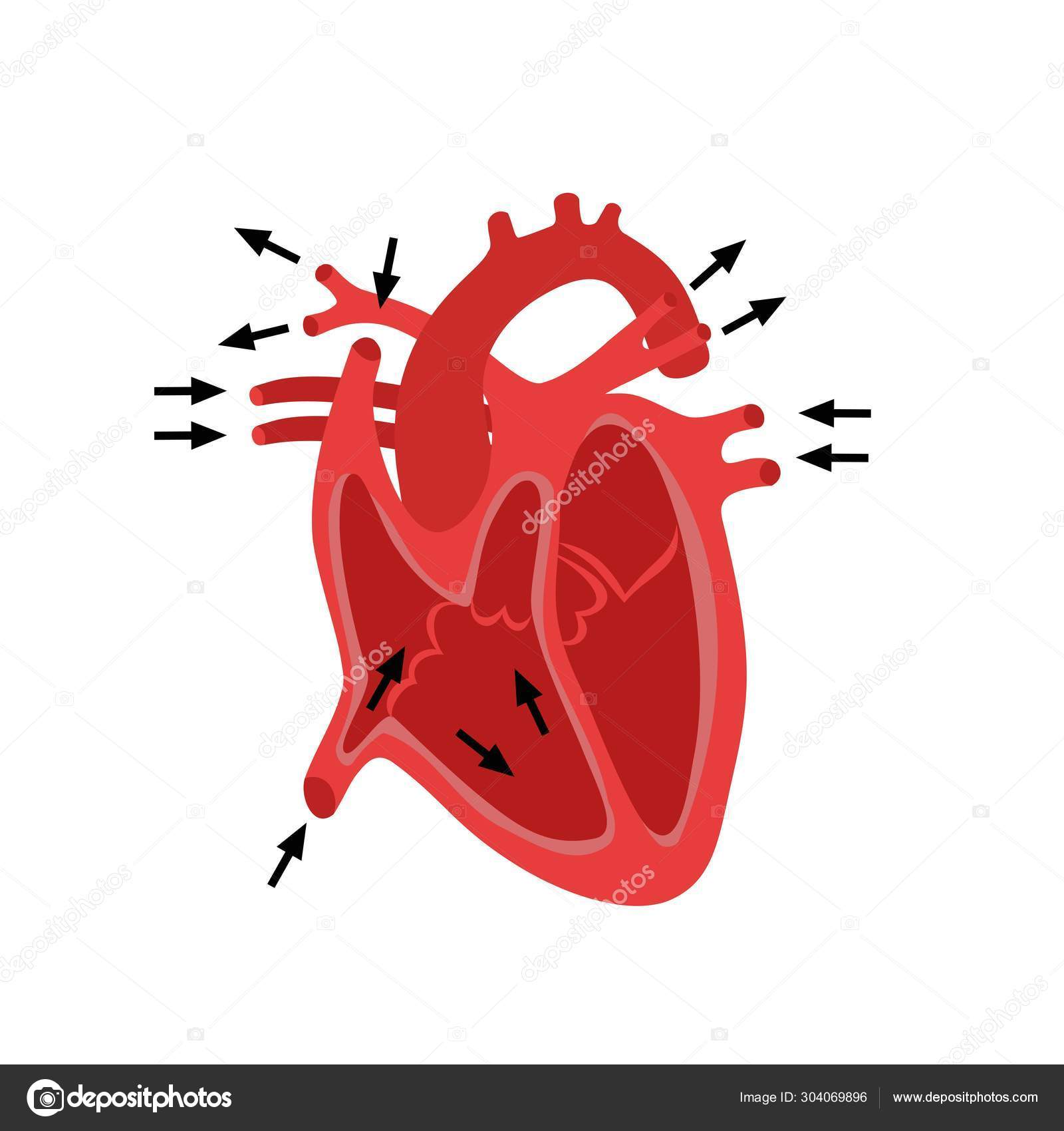 인간의 마음의 해부학 디스톨과 시스톨 인간의 해부학 해부학 다이어그램의 스톡 벡터 - ©Alla16 304069896, image size:1600x1700
