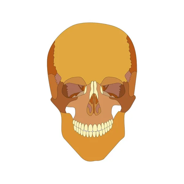Vista Frontal Del Cráneo Humano Aislado Sobre Fondo Blanco — Archivo Imágenes Vectoriales