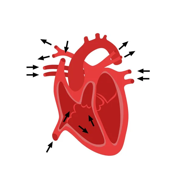 Часть Человеческого Сердца Анатомия Диастола Систоле Наполнение Перекачка Анатомической Диаграммы — стоковый вектор