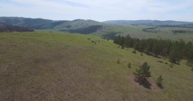 Bir grup vahşi at yeşil tepelerden geçiyor. Yukarıdan görüntüle.