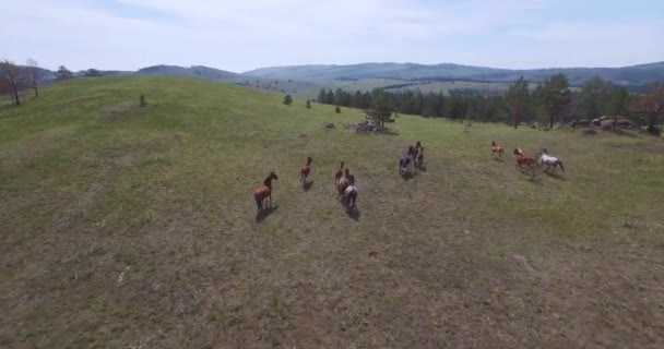 马正在贝加尔湖附近的高地上跑下山 有11匹不同颜色和年龄的马 四分仪跟在马后面 — 图库视频影像