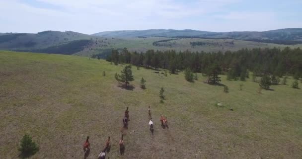 Couple Horses Running Fast Passing Trees Drone Video Captures Higlands — Stock Video