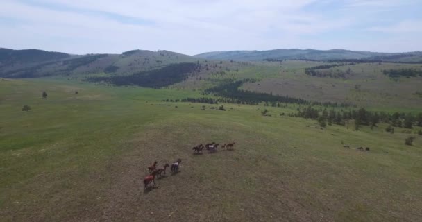 Cavalli Muovono Attraverso Alghe Selvagge Vicino Lago Baikal — Video Stock
