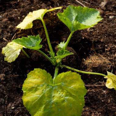 Salatalık bitki bahçesinde bahar.