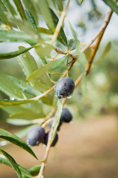 Black Olives branch background wallpaper