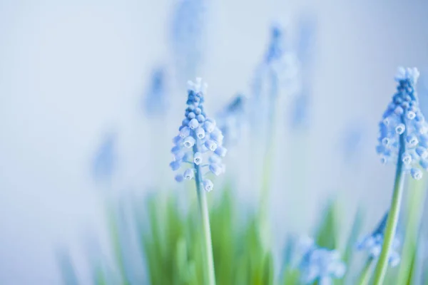 stock image Muscari armeniacum - delicate light grape  hyacinth