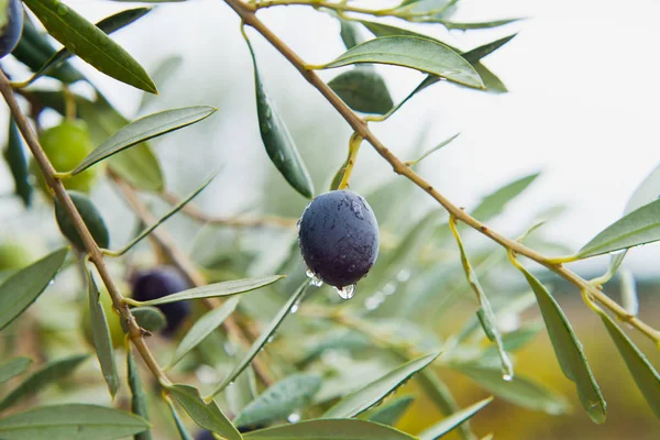 Olives Noir Fond Écran Branche — Photo