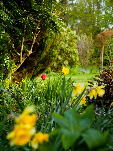 Divoký Jarní Zahradní Pozadí Tapetu — Stock fotografie