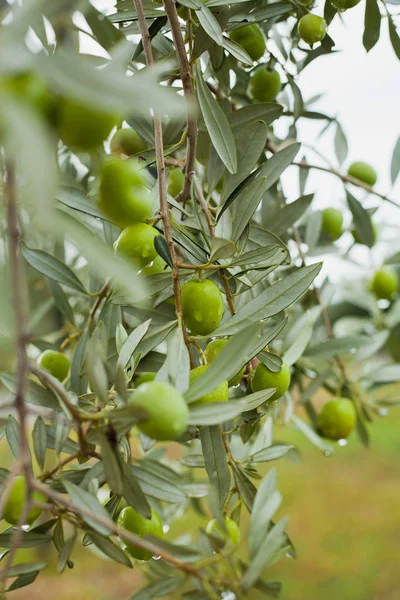 Olives Vertes Arbre Fond Écran — Photo