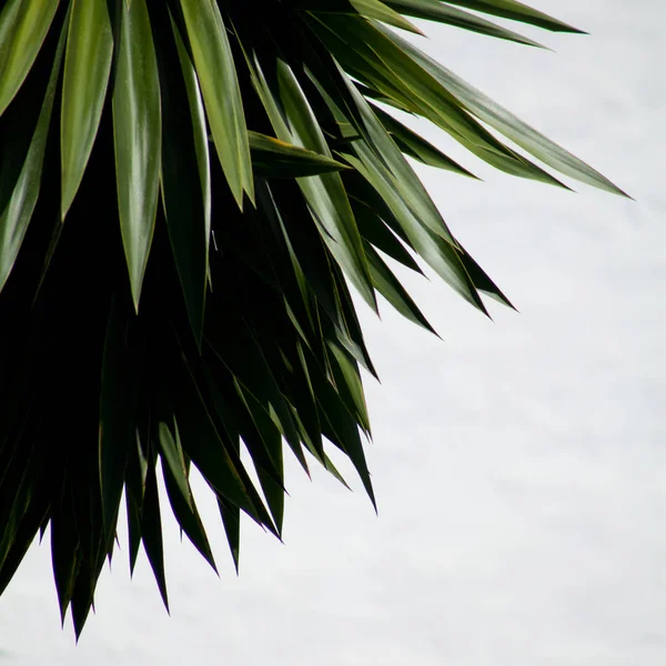 Closeup Green Palm Leaves Isolated White Background — Stock Photo, Image