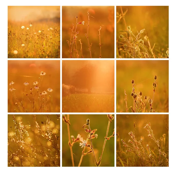 五颜六色的马赛克几个美丽的照片与现场植物在模糊的背景 — 图库照片