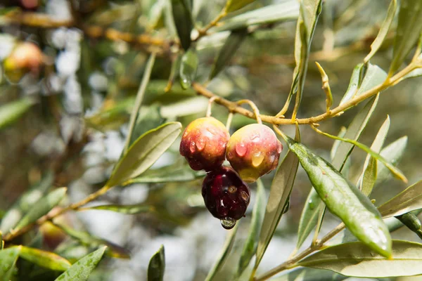 Olives Violettes Sur Branche — Photo