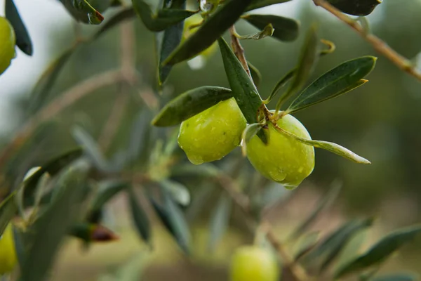 Olives Vertes Sur Branche — Photo