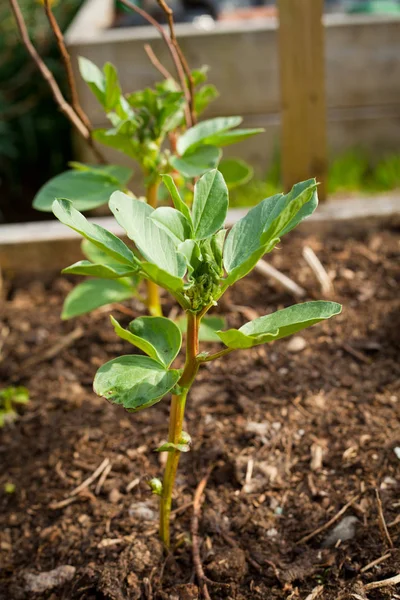 Grandes Haricots Dans Jardin — Photo