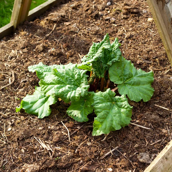 Close Van Groene Planten Bladeren Grond Tuin — Stockfoto