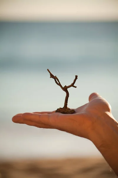 dry tree  -  nature in human hand