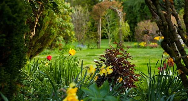 Wild Lente Tuin Achtergrondbehang — Stockfoto