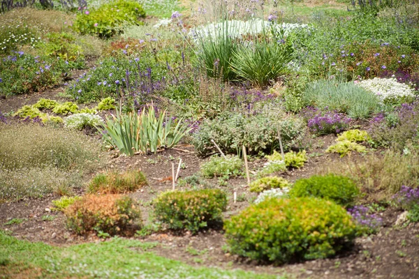 Primer Plano Las Plantas Verdes Jardín Durante Día —  Fotos de Stock