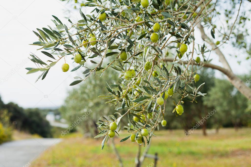 Green Olives Tree background wallpaper