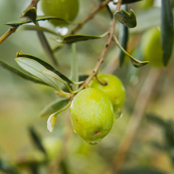 Olives Vert Fond Écran — Photo