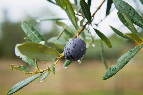 Olives Noir Fond Écran Branche — Photo