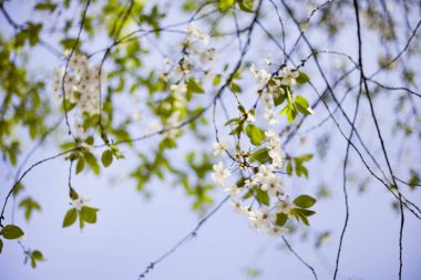 Güneşli parlak bulanık backg ekşi kiraz ağacı beyaz çiçekler