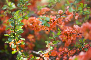 Yenilebilir ga çalı üzerinde güzel turuncu kırmızı ayva çiçekleri