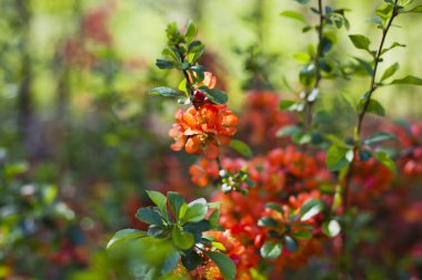 Yenilebilir ga çalı üzerinde güzel turuncu kırmızı ayva çiçekleri