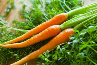 Bahar sebze bahçesinde taze portakal havuç. Organik çiftlikten sağlıklı taze sebzeler - çiftlik dükkanı ve gerçek gıda pazarından bir vejetaryen kutusu malzemeler.