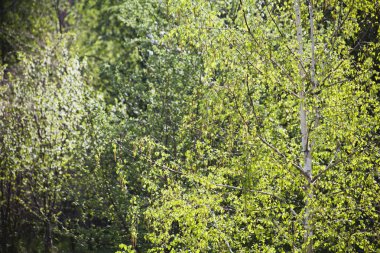 Bahar pembe ve beyaz elma çiçeği arka bahçe yeşil malus ağacı çiçeklenme.