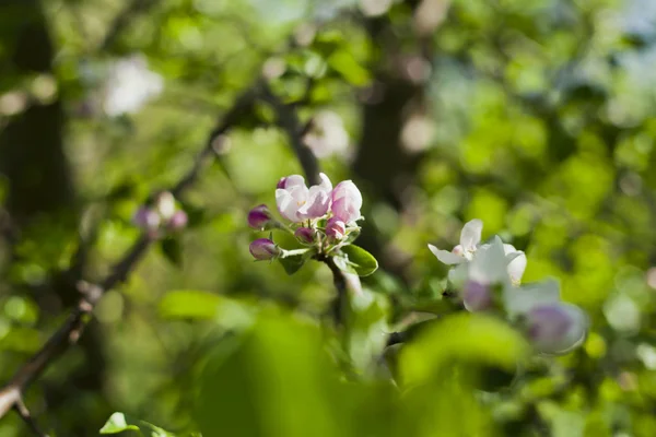 Spring Pink White Apple Blossom Background Blooming Green Malus Tree — Stock Photo, Image