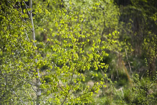 Hermosas hojas verdes frescas de abedul plateado en el soleado s —  Fotos de Stock