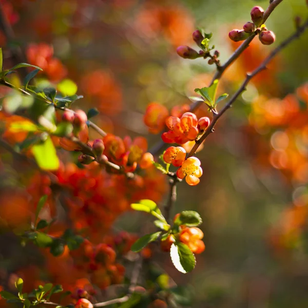 Bellissimi fiori di mele cotogne rosse arancioni sul cespuglio nel ga commestibile — Foto Stock