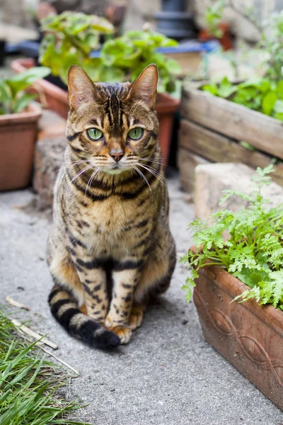 Bengalkatze mit großen grünen Augen im Garten mit Keramiktöpfen. — Stockfoto