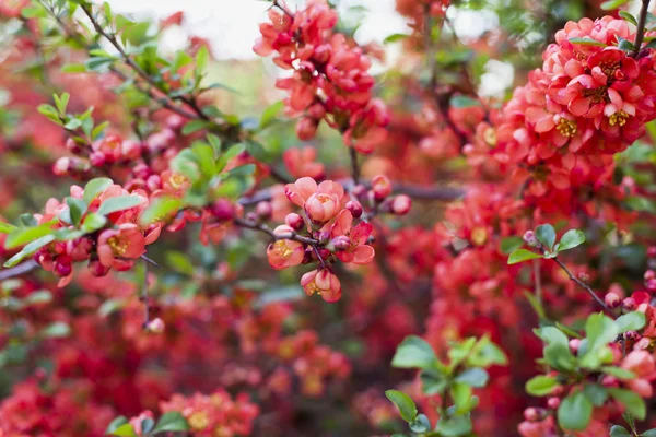 Beautiful orange red quince flowers on the bush in the edible ga — Stock Photo, Image