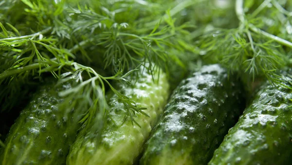 Pickling Cucumber with dill herb, fresh ingredients ready to mar — Stock Photo, Image