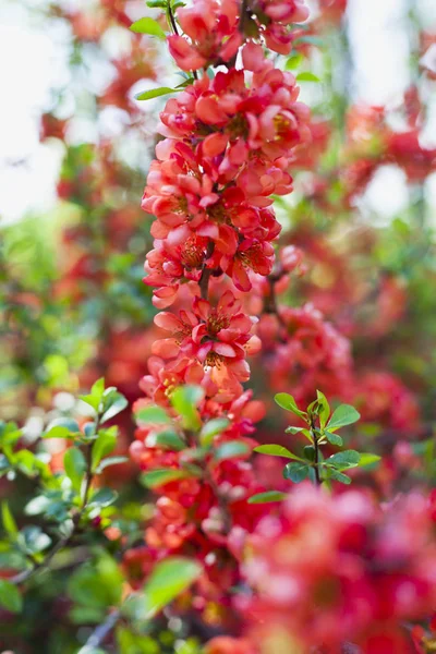 Vackra orange röda kvitten blommor på busken i ätbara ga — Stockfoto