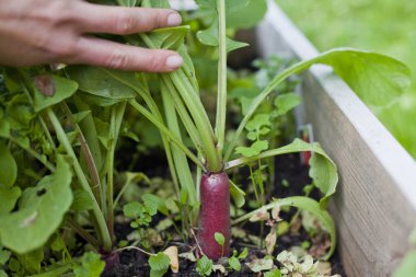 Kırmızı organik turp salatası marul sebze büyüyen yaprakları